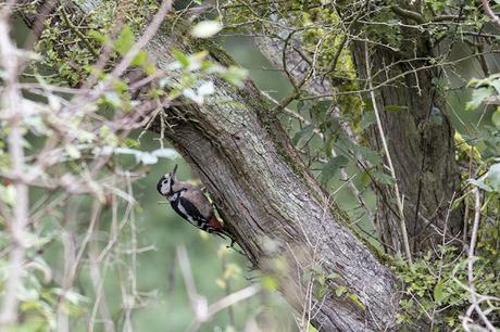 Great Spotted Woodpecker pecking away