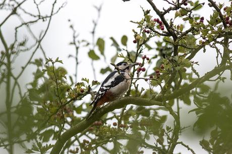 Great Spotted Woodpecker perched
