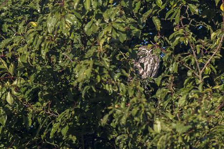 Little Owl hidden in the trees