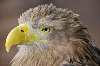Good News: Sea eagle numbers predicted to climb in Scotland