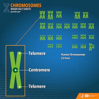 Telomere Length: Biomarker of Health