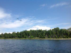 Cape Breton - Baddeck - Bras d'Or Lake - bald eagles hovering 1