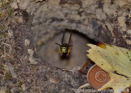 wasp-nest-7