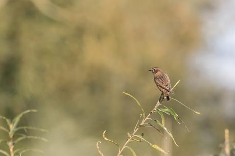 Stonechat on the Floodplain Forest