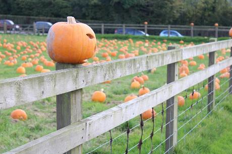 Pumpkins, Pumpkins Everywhere! - Pumpkin Picking In Devon