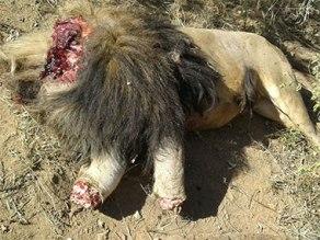 Live Q&A: How can the environment and development sectors work together to achieve the SDGs? lion04a5b15d