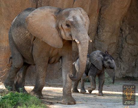 Dallas Zoo's Baby Elephant Is Ready To Meet His Public