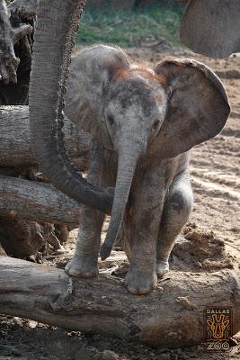 Dallas Zoo's Baby Elephant Is Ready To Meet His Public