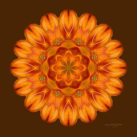 Selu’s Song Flower Mandala Selu's Song - Orange Day Lily Flower Mandala