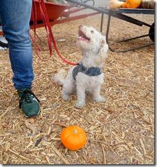 pumpkin patch halloween pumpkin patch halloween