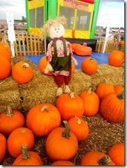 pumpkin patch henderson 2 pumpkin patch henderson 2