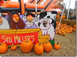stu millers henderson pumpkin patch stu millers henderson pumpkin patch