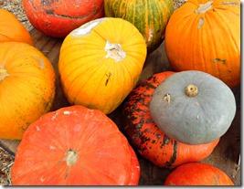 pumpkin patch stu millers henderson pumpkin patch stu millers henderson