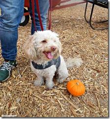 stu millers pumpkin patch stu millers pumpkin patch