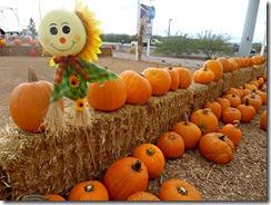 pumpkin patch henderson pumpkin patch henderson