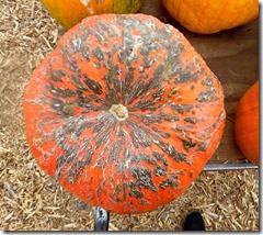 pumpkin patch henderson 3 pumpkin patch henderson 3