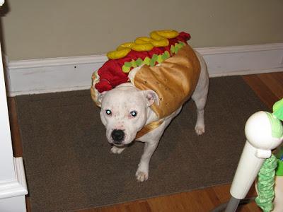 #Hotdog - #Dogs dress up as #hotdogs for a tasty #Halloween #photo story