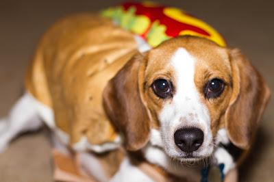 #Hotdog - #Dogs dress up as #hotdogs for a tasty #Halloween #photo story