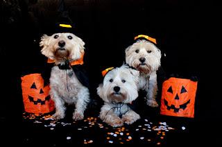 #Photos - #Dogs in #witch #costumes for #Halloween