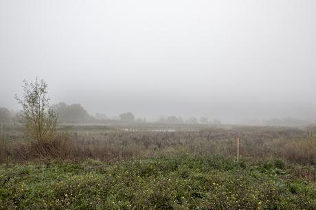 Floodplain Forest Nature Reserve Shrouded in Mist