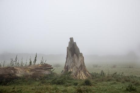 Stump in the Mist