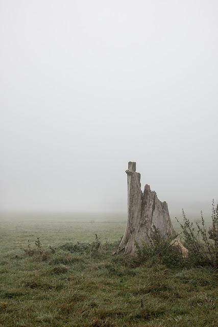 Stump in the Mist 2