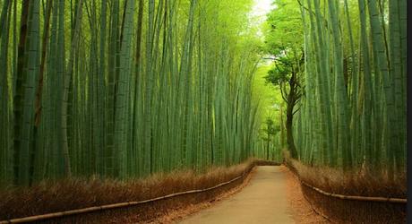 Bamboo Forest Japan