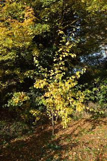 Tree Following: Autumn beckons