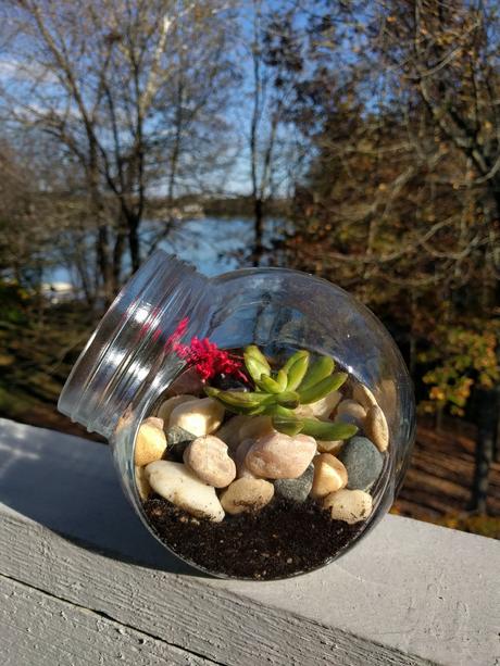 DIY:Make your own terrarium