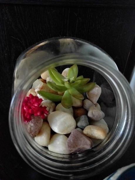 DIY:Make your own terrarium