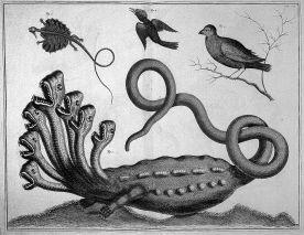 Hydra. Seba Albertus (1734-1765). Image from Wellsome Trust