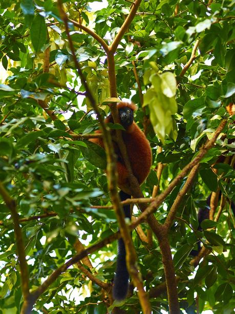 Garden of the week – Masoala Rainforest Masoala Rainforest