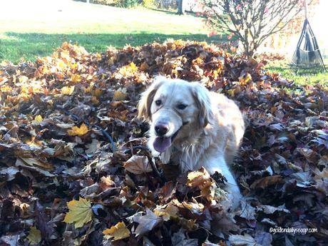fun Fall activities with your dog playing in the leaves