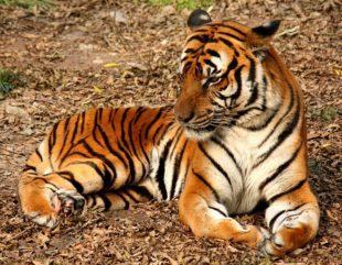 Stop Wildlife Trafficking | ForceChange Stop Wildlife Trafficking | ForceChange