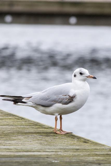 Another Black-headed Gull