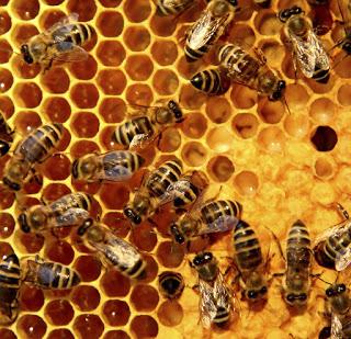Why Brexit could be bad news for bees