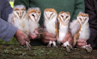 Barn owl chicks pictured during survey at Charlecote Park, Warwickshire