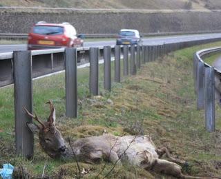 Clock change increases deer risk on roads