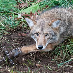 Attention New Mexico: Urge Santa Fe County Commissioners to Restrict Trapping on Federal Public Lands