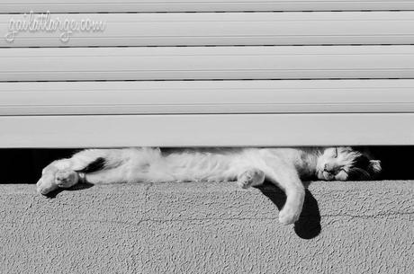 sleepy window cat in Vila Nova de Gaia