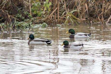 A Group of Male Mallard