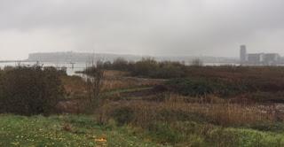 The Cardiff wetlands
