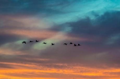 cranes-on-the-prairie-at-sunset