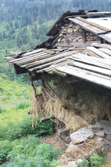 Taken in July of 2015 in Kullu District, Himachal Pradesh