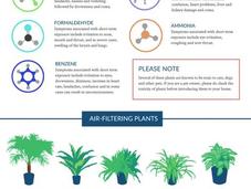 NASA Reveals Best Houseplants Filtering Your