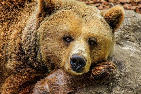 Ending the Bear Bile Industry in South Korea