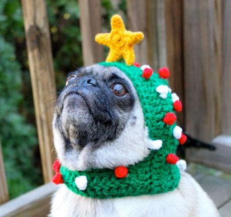 top-10-funny-festive-dogs-dressed-as-christma-L-Kb97Wc.jpeg
