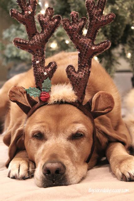 golden labrador dog dressed as reindeer for Christmas