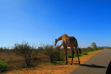5 Reasons To Take a Self-Driving Tour of Kruger National Park