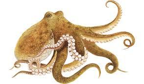 More on cephalopod minds